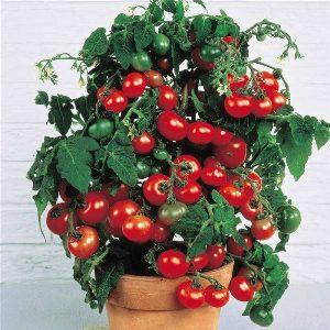 Cultivamos pequenos tomates no jardim e em casa - o tomate Button e as sutilezas de cuidar dele