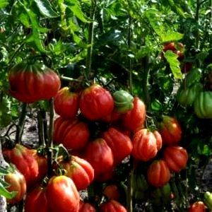 What are standard varieties of tomatoes and which of them are considered the best among gardeners