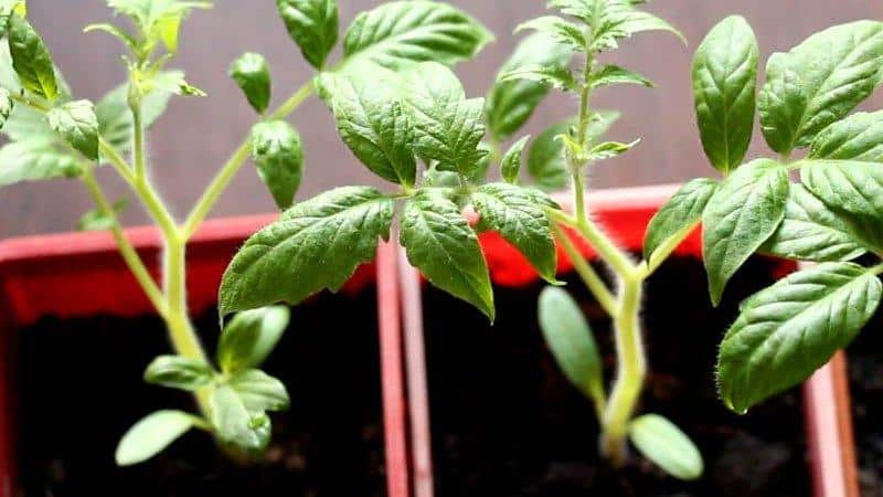 Comment choisir des tomates pour les semis