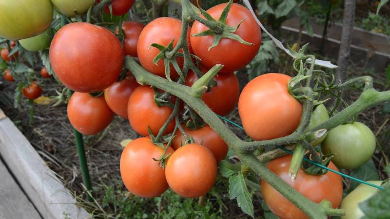 Tomato tahan penyakit dan mudah dijaga Gina - panduan praktikal untuk membesar