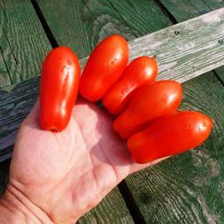 Una excelente variedad para conservas y platos varios - Tomate Lady Fingers: lo cultivamos nosotros mismos