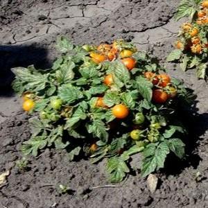 Cómo cultivar tomates Klusha