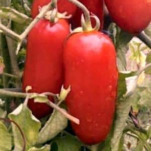 Bagaimana untuk menjaga tukang kebun pasli tomato