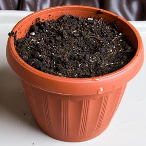 Como cultivar feijão em casa: um guia passo a passo