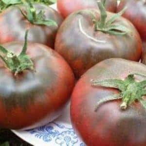 Características del cultivo y cuidado del tomate negro Bison.