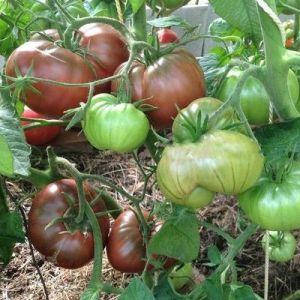 Funktioner för att odla och ta hand om den svarta Bison-tomaten