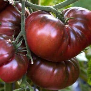 Características de cultivo e cuidado do tomate preto Bison