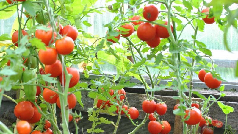 Kenmerken van het kweken van tomaten Sanka