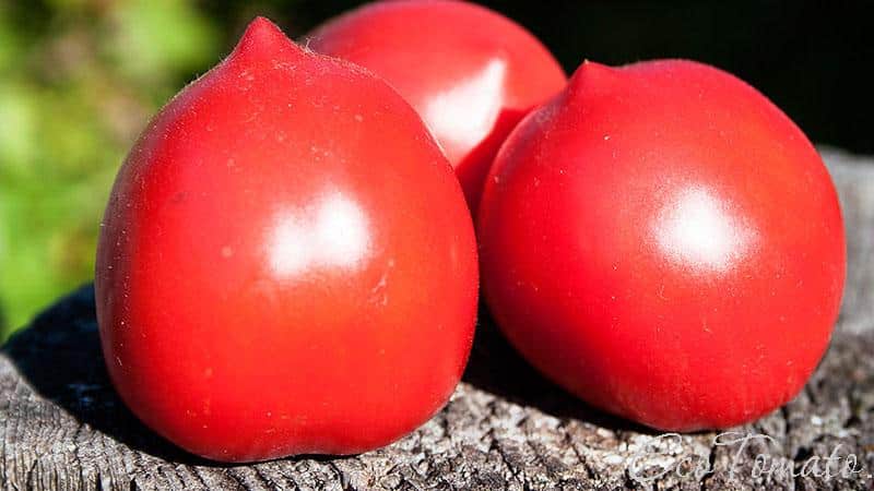 En hel palett i trädgården i en sort - De Barao-tomaten och hemligheterna med att odla den