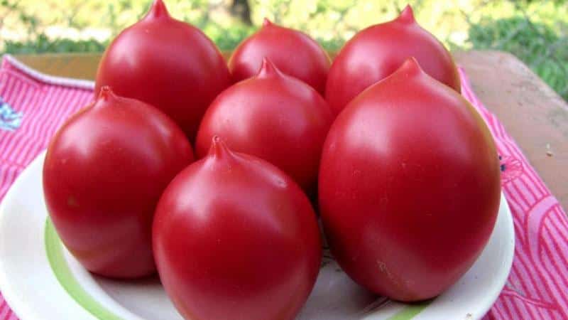 Eine ganze Palette im Garten in einer Sorte – die De Barao-Tomate und die Geheimnisse ihres Anbaus