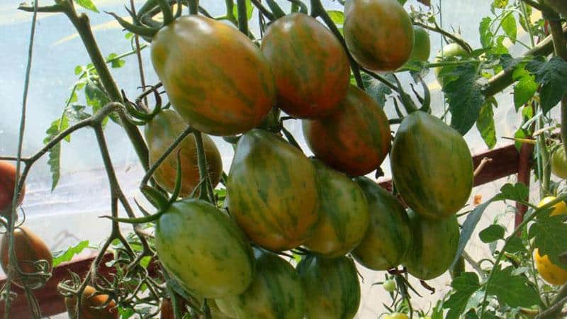 Toda uma paleta no jardim numa só variedade - o tomate De Barão e os segredos do seu cultivo