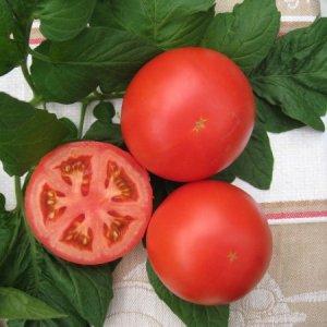 Grappoli di frutti rosso vivo, come nella foto: pomodoro Verlioka - decorazione per aiuola