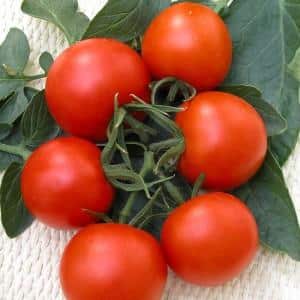 Kelompok buah-buahan merah terang, seperti dari gambar: Tomato Verlioka - hiasan katil taman