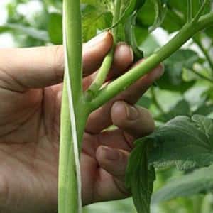 Cachos de frutas vermelhas brilhantes, como na foto: Tomate Verlioka - decoração de canteiro