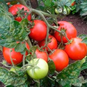 Trosjes helder rood fruit, zoals op de foto: Verlioka tomaat - tuinbeddecoratie