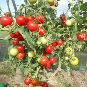 Grappoli di frutti rosso vivo, come nella foto: pomodoro Verlioka - decorazione per aiuola