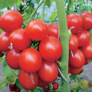 Kelompok buah-buahan merah terang, seperti dari gambar: Tomato Verlioka - hiasan katil taman