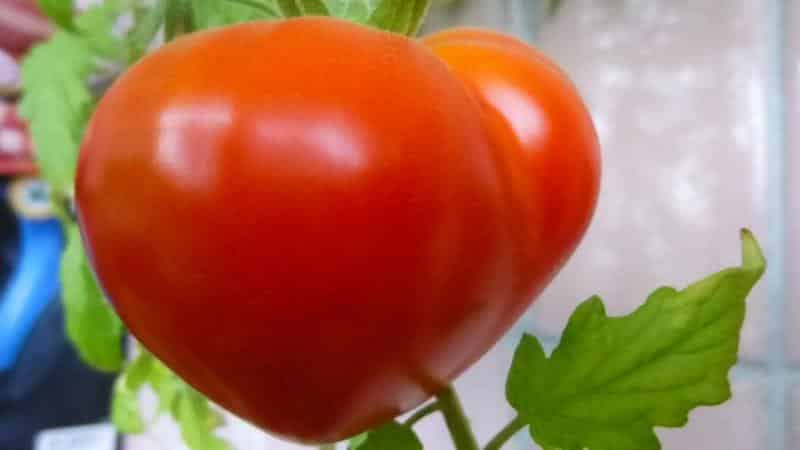 Budenovka-tomaten, der producerer en rigelig høst af lækre tomater, kan dyrkes uafhængigt på grunden eller i et drivhus