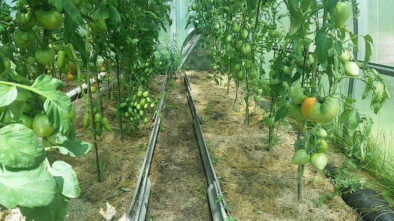 The Budenovka tomato, which produces a bountiful harvest of delicious tomatoes, can be grown independently on the plot or in a greenhouse