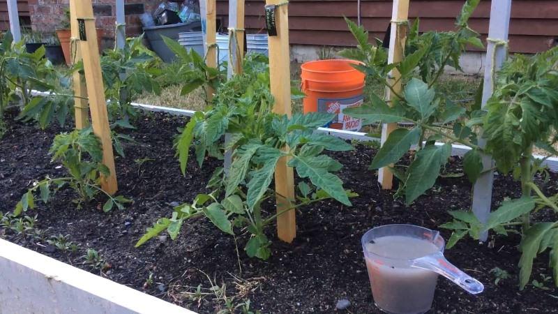 Die Budenovka-Tomate, die eine reiche Ernte köstlicher Tomaten hervorbringt, kann unabhängig auf dem Grundstück oder im Gewächshaus angebaut werden