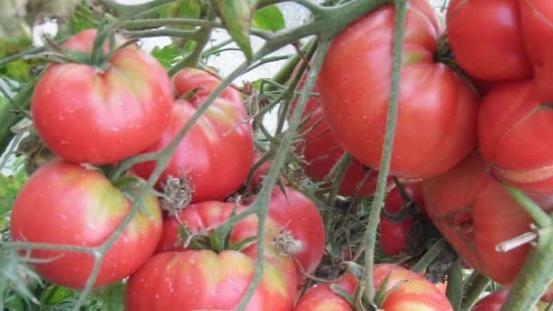 Pros y contras de los tomates Lopatinskie