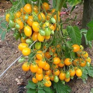 Personne ne sera indifférent à une tomate qui ressemble à un citron : la tomate merveille du monde et comment la cultiver