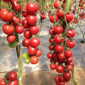 Pourquoi les tomates cerises sont-elles si bonnes ?