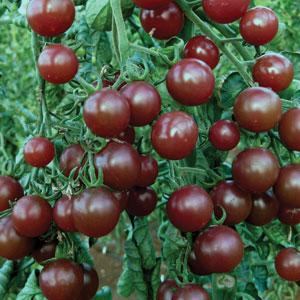 Pourquoi les tomates cerises sont-elles si bonnes ?