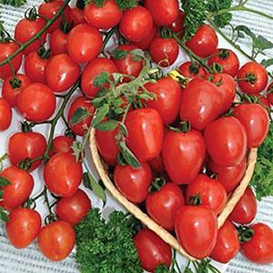 Why are cherry tomatoes so good?