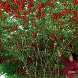 ¿Por qué son tan buenos los tomates cherry?