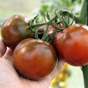 Aparência espetacular e sabor incomum: tomates Kumato e os segredos de seu cultivo