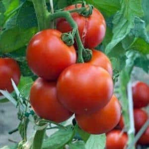 So füttern Sie Tomaten während der Blüte im Gewächshaus und der Fruchtbildung