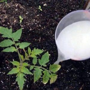 So füttern Sie Tomaten während der Blüte im Gewächshaus und der Fruchtbildung