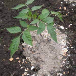 So füttern Sie Tomaten während der Blüte im Gewächshaus und der Fruchtbildung