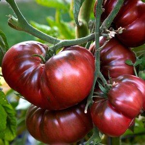 Bagaimana untuk menanam tomato Gajah Hitam