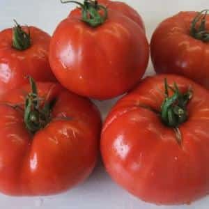 Why are Minusinsk tomatoes valuable?