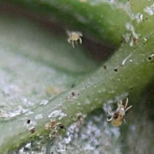 How to deal with tomato pests