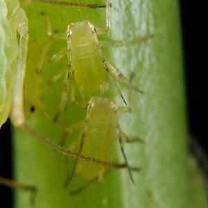 How to deal with tomato pests