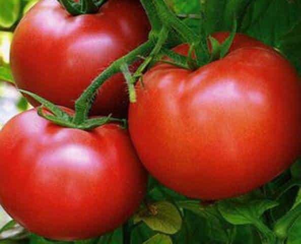 Las 25 variedades de tomates más dulces y consejos para elegirlos para cada jardinero