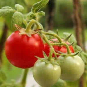 Come spruzzare i pomodori per l'ovaio