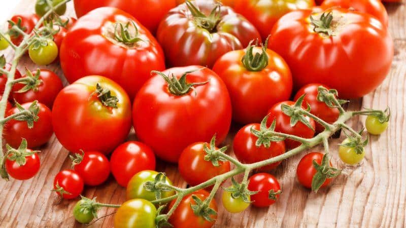 Por qué los tomates son dañinos y beneficiosos para los humanos