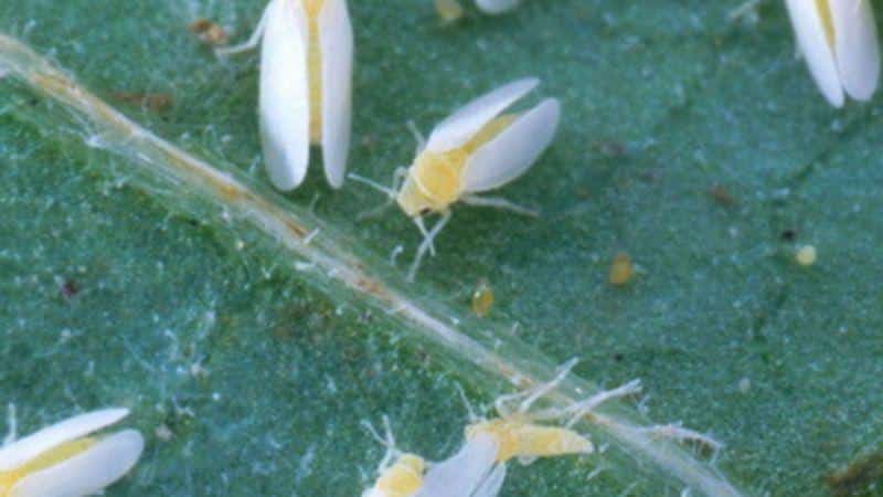 Què fer si hi ha erugues als tomàquets: mètodes populars de control de plagues