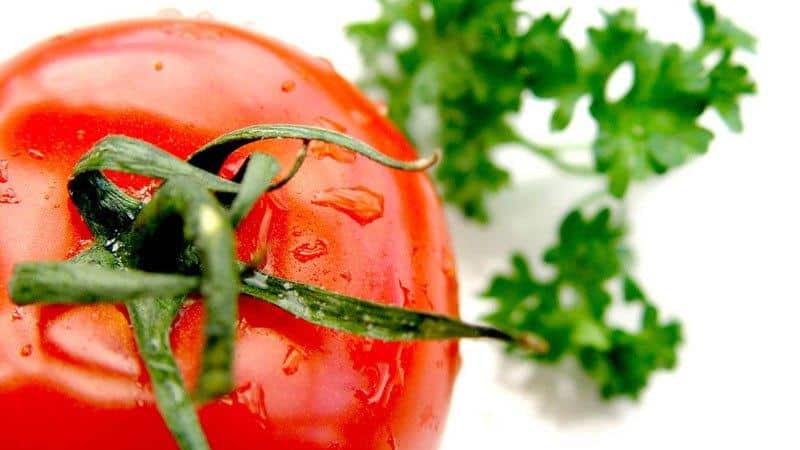 Cosa fare se ci sono bruchi nei pomodori: metodi popolari di controllo dei parassiti