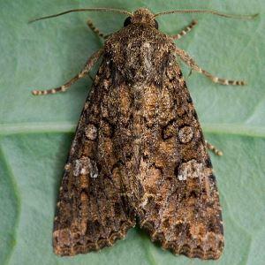 What to do if there are caterpillars in tomatoes - popular methods of pest control