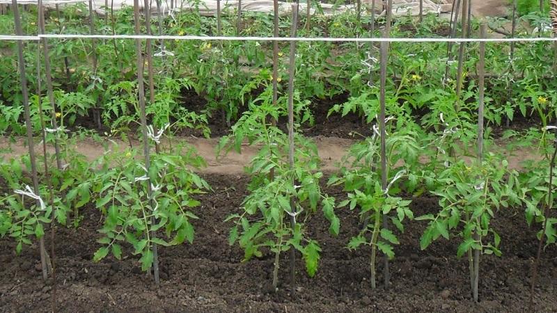 What to do when tomatoes grow poorly