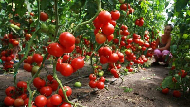 Was tun, wenn Tomaten schlecht wachsen?