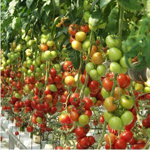 What vegetable growers say about the Kalinka-Malinka tomato