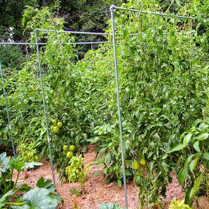 Was Gemüseanbauer über die Kalinka-Malinka-Tomate sagen