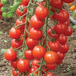 ¿Cuáles son las variedades estándar de tomates y cuáles se consideran las mejores entre los jardineros?