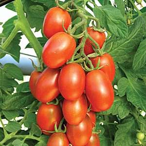 What are standard varieties of tomatoes and which of them are considered the best among gardeners